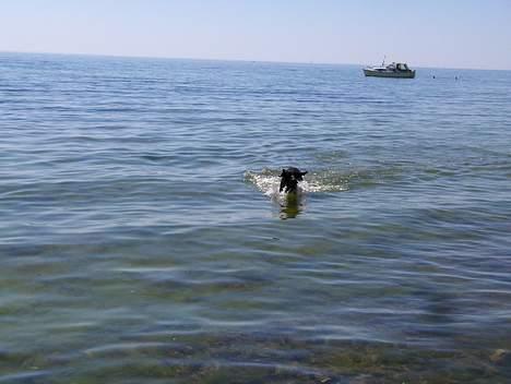 Ruhåret hønsehund Sako billede 19