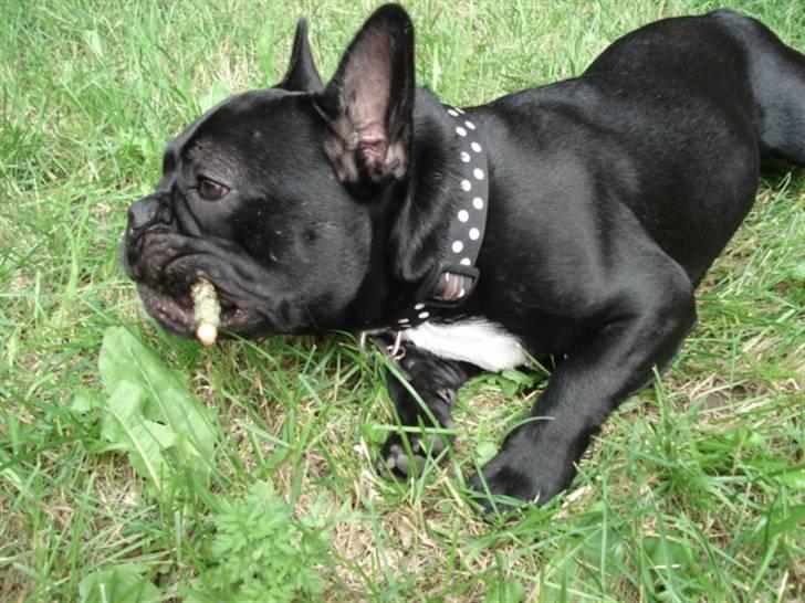 Fransk bulldog Eigil - Kan ikke rigtig få gang i den cigar...hmmmm billede 4