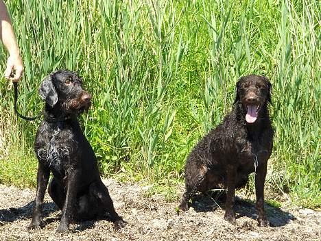 Ruhåret hønsehund Indy - To våde vovser billede 15