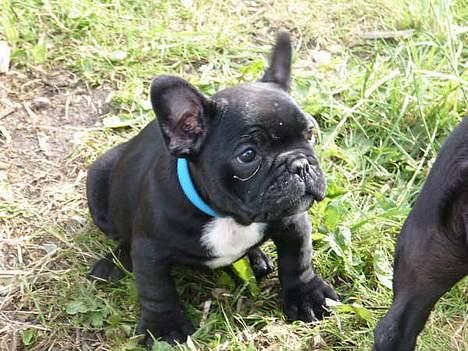 Fransk bulldog Eigil - 9 uger lækker er jeg her, og min mor er VILD med mine lækre tykke ben :-)) billede 5