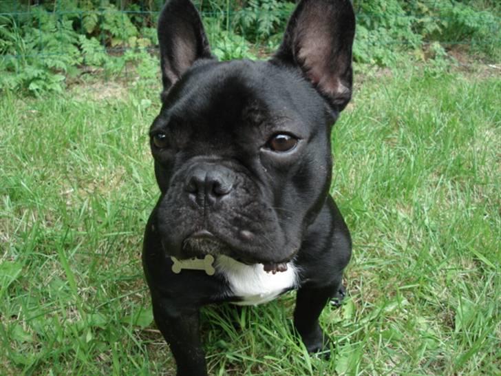 Fransk bulldog Eigil - Skøn natur de har her i Sverige. billede 6