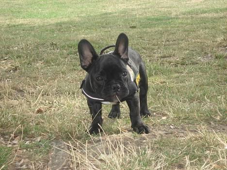 Fransk bulldog Eigil - Uhhh de strå, de sætter sig mellem mine bisser altid!!! billede 8