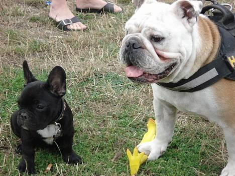 Fransk bulldog Eigil - Jeg har mig også en rigtig god ven, og det er dejlige Alfred. billede 9
