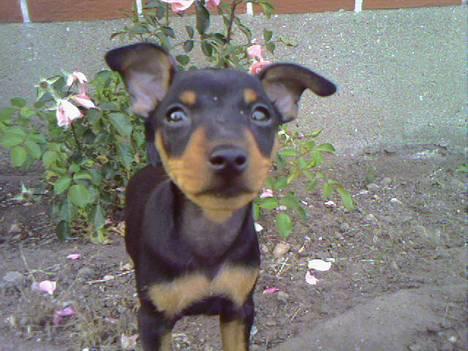 Dvaergpinscher  * (¯`'Raul Morris'´¯) * - Supermand... Det er mig! billede 2