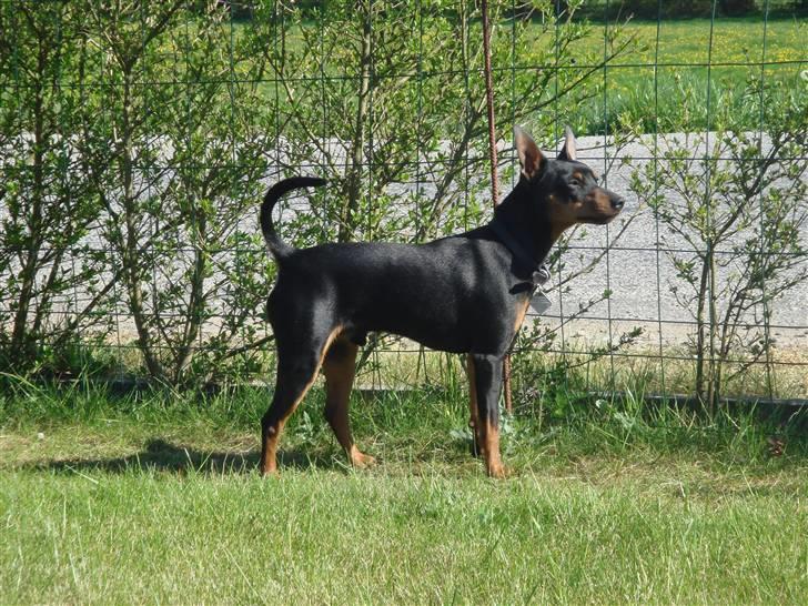 Dvaergpinscher  * (¯`'Raul Morris'´¯) * - Don Juan billede 3