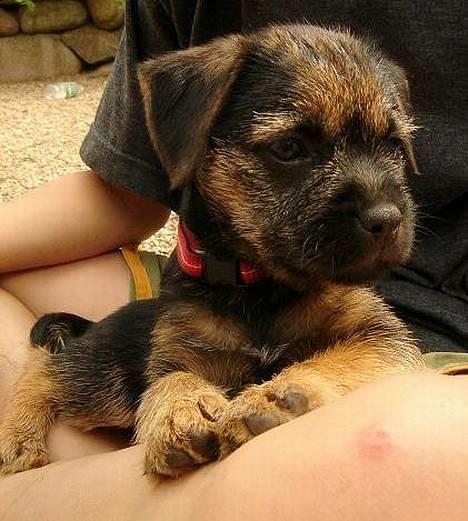 Border terrier DKAGCH DKSPCH  "Puma" - A hva siger du?? billede 9