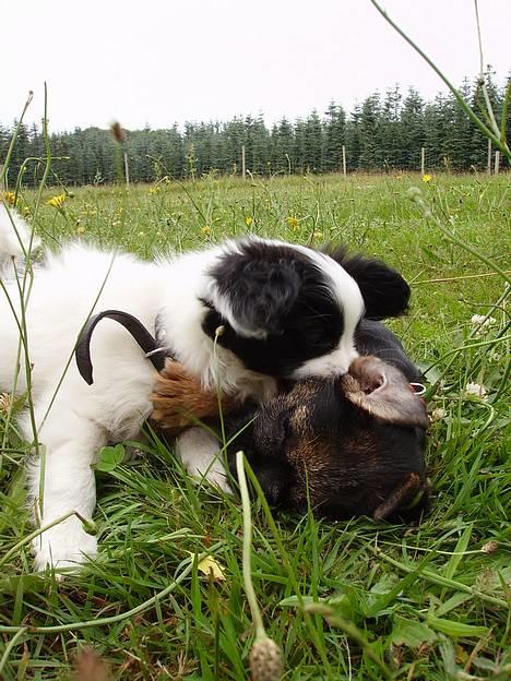 Border terrier DKAGCH DKSPCH  "Puma" - F... mand, jeg bliver mulet - af en papillon..!!!! Ikke godt for egoet.. *GG* Else Dodge.. billede 11