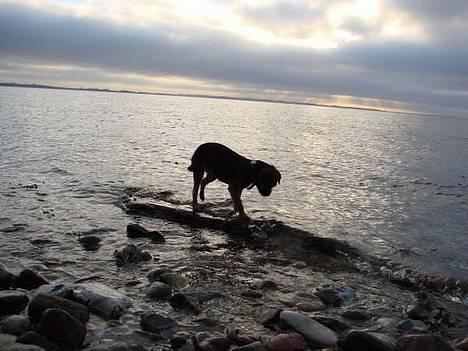 Border terrier DKAGCH DKSPCH  "Puma" - Atter en gang på udforskning.. billede 12
