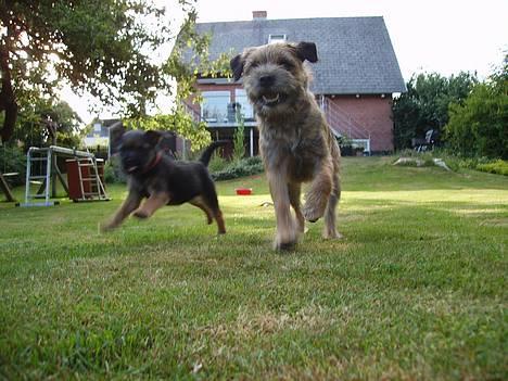 Border terrier DKAGCH DKSPCH  "Puma" - Weeee mig og min søster i haven... billede 13