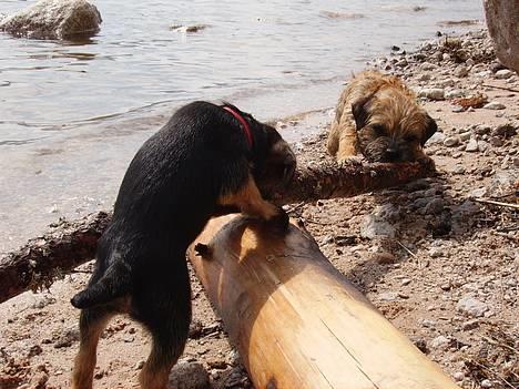 Border terrier DKAGCH DKSPCH  "Puma" - Puha, jeg blev lige træt.. billede 14