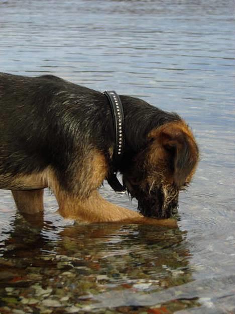 Border terrier DKAGCH DKSPCH  "Puma" - Nysgerrig som altid.. billede 17