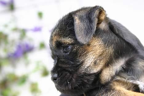 Border terrier DKAGCH DKSPCH  "Puma" - Lidt lækker er man vel! billede 19