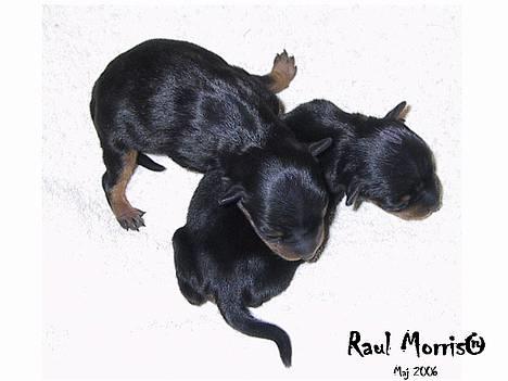 Dvaergpinscher  * (¯`'Raul Morris'´¯) * - Her er Raul og én af hans brødre, det er Raul der ligger nederst. billede 5