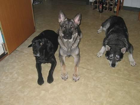 Jämthund Bowie - Man bliver træt af at passe på sine damer... billede 15