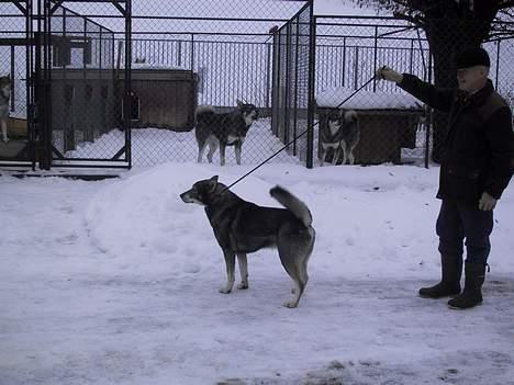 Jämthund Bowie - Min far... Rulle... billede 17