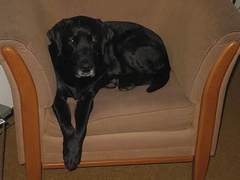 Labrador retriever Chica - Min stol... Eller, det tror jeg i hvert fald det er...!! billede 17