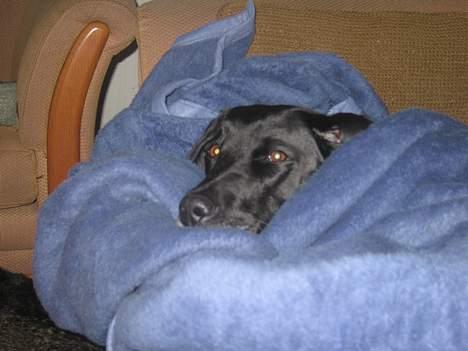 Labrador retriever Chica - Stop med de billeder... Jeg prøver at sove!! billede 18