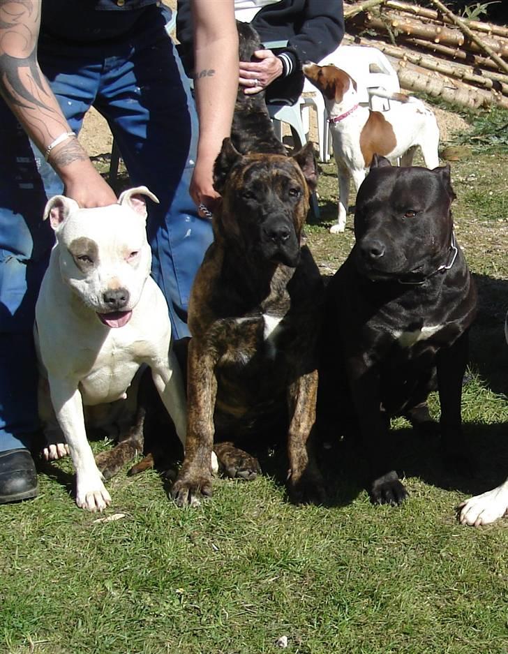 Amerikansk staffordshire terrier Targo  - Fra Venstre: Tessa, Azura og Targo billede 12