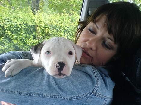 Amerikansk bulldog Frida (Kettner's De Luxe - 1. dag i mors arme... På vej hjem fra Kettners på Fyn.  billede 2