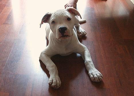 Amerikansk bulldog Frida (Kettner's De Luxe - Hej Mor. Har du noget til mig? billede 3