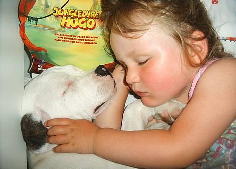 Amerikansk bulldog Frida (Kettner's De Luxe - Min bedste sengekammerat Vega. 100% kærlighed... billede 4