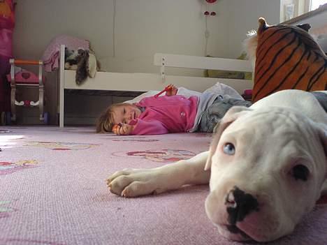 Amerikansk bulldog Frida (Kettner's De Luxe - Se mit fine øje og min søster Vega. Jeg ville så gerne være en legetøjsbamse.... billede 5