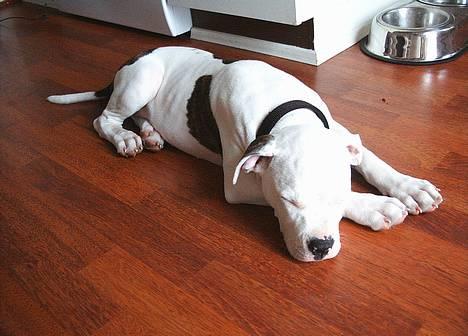 Amerikansk bulldog Frida (Kettner's De Luxe - Puha det er varmt...Godt man har et køkkengulv! billede 6