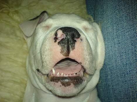 Amerikansk bulldog Frida (Kettner's De Luxe - Stener HELT igennem.... Jo - intelligent ser hun ud ;) billede 7