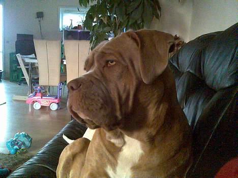 Blanding af racer bulli..  billede 12