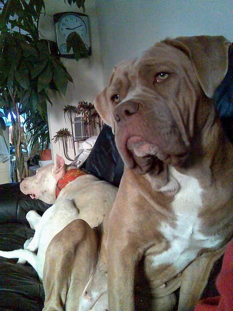 Blanding af racer bulli..  billede 13