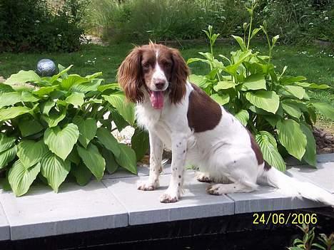 Field Trial spaniel Nickie billede 15