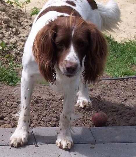 Field Trial spaniel Nickie billede 16
