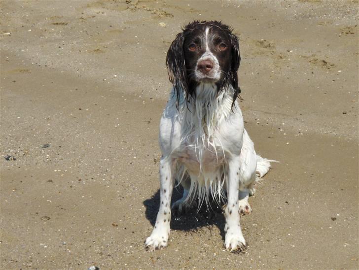 Field Trial spaniel Nickie - En SJASK våd hund, som eeelsker at bade :-) billede 17