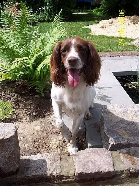 Field Trial spaniel Nickie billede 18