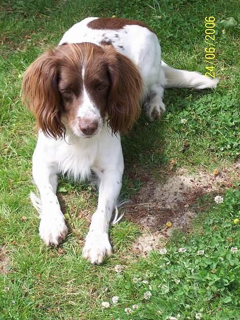 Field Trial spaniel Nickie billede 19