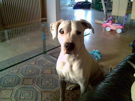 Dogo argentino Fang billede 12