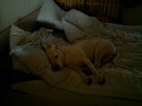 Dogo argentino Fang billede 13