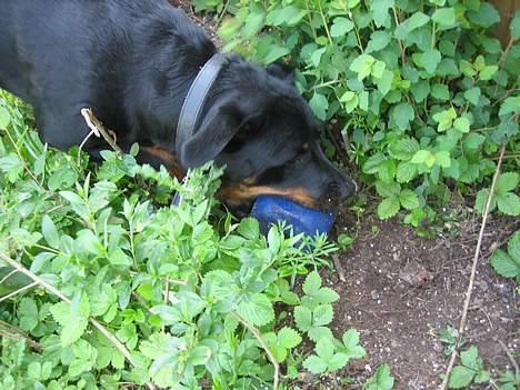 Rottweiler Nausica - Nausica elsker sin madbold (sådan en med huller som hun  får noget af sin mad i) og hun leger med den  hver dag billede 10