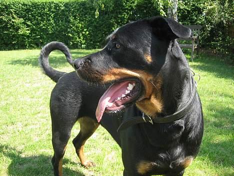 Rottweiler Nausica - hvem vil lege med mig? billede 11