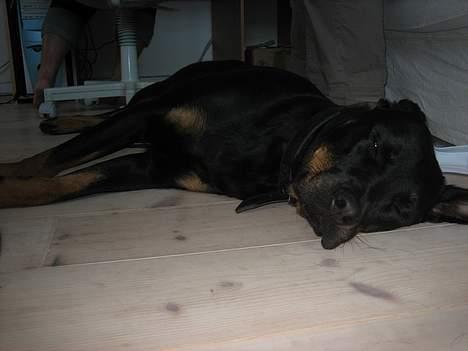 Rottweiler Nausica - en rigtig søvnig hund :) billede 12
