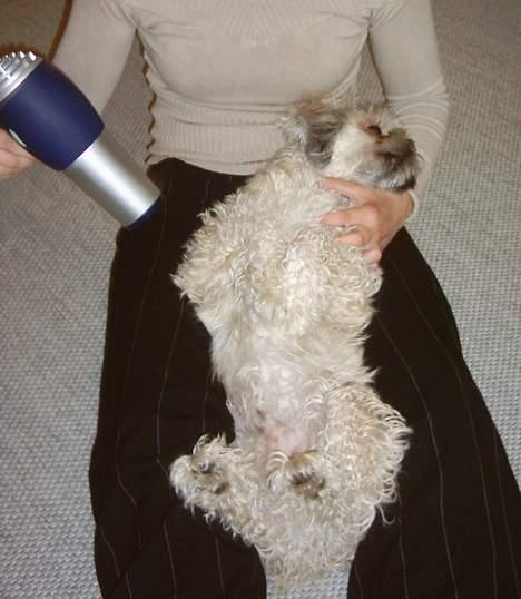 Lhasa apso Ozzy - Når jeg har været i bad, så bliver jeg føntørret- det er bare rigtig dejligt! billede 8