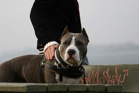 Amerikansk staffordshire terrier Gang-staff FunFun (R.I.P) billede 19