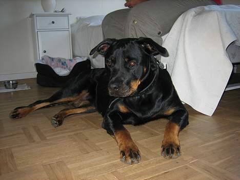 Rottweiler Nausica - Nausica har fået øje på noget ... billede 13