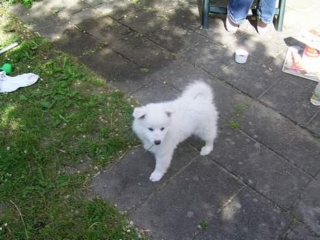 Dansk Spids Baloo - Jeg står lige og nyder vejret i min nye have. billede 1