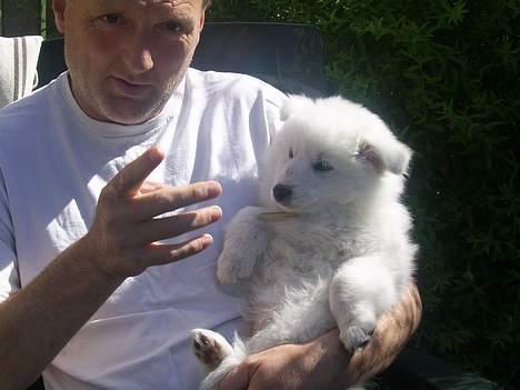 Dansk Spids Baloo - her er jeg  ude i solen med min `` far`` billede 2