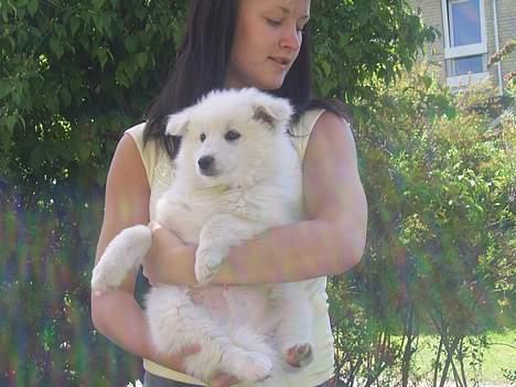 Dansk Spids Baloo - her  er jeg sammen med cecilie, det er min ``storesøster`` billede 3