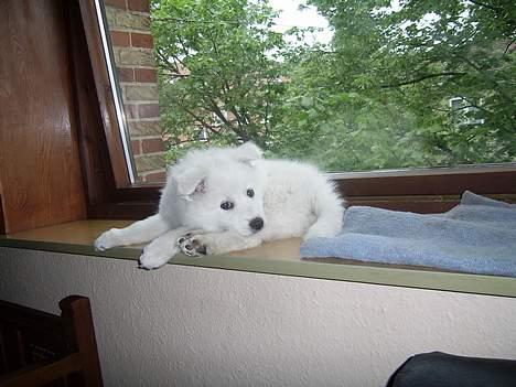 Dansk Spids Baloo - her ligger jeg lige og får noget frisk luft billede 4