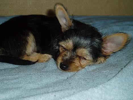 Blanding af racer ♥ Figne 'Nielsen' ♥ - Sove Sove Sove :P billede 10