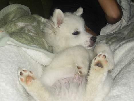 Dansk Spids Baloo - der slappes af billede 5