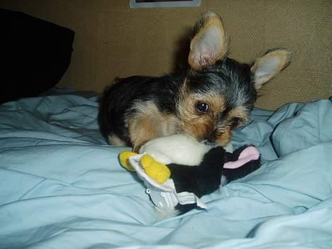 Blanding af racer ♥ Figne 'Nielsen' ♥ - Legetid ^.^ billede 11